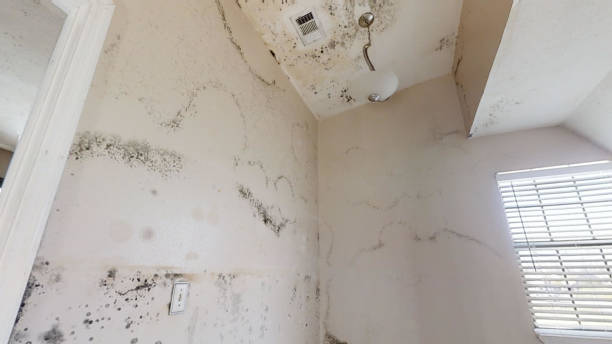 Environmental Consulting for Mold Prevention in Sisco Heights, WA